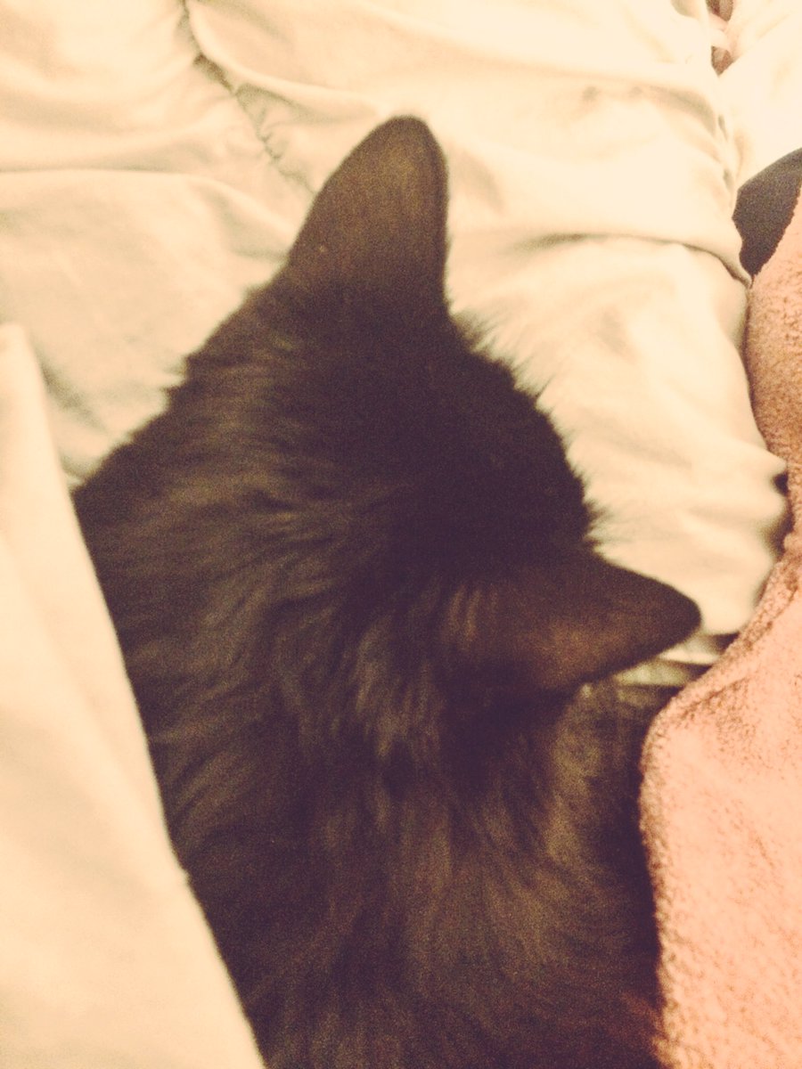 vanessainboston's tweet photo. starting + ending the day with snuggles is everything. 😺| #keepitwild #lucythecuriouskitten #mablogger https://t.co/lNuvVq2e3M