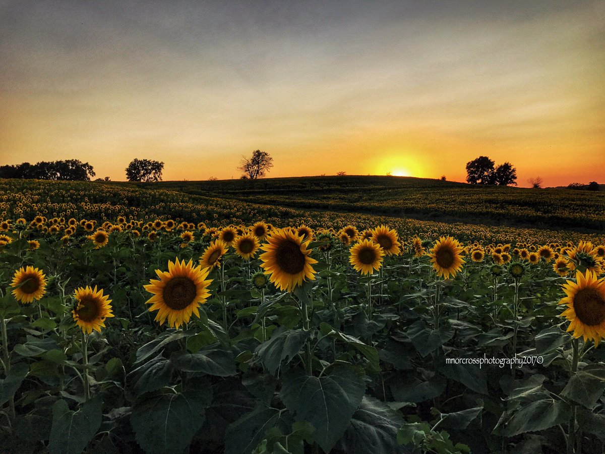 NickBenderKMBC's tweet photo. Sunset sunflowers at Grinter Farms in Lawrence, KS. From @PeopleofCowtown. @kmbc @spann @StormHour https://t.co/rrEEn5FqaN