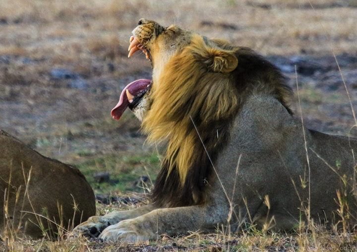 Another fantastic cat sighting at #campZambeziSands,#Zambezi National Park - pair of mating lions #Zimbabwe