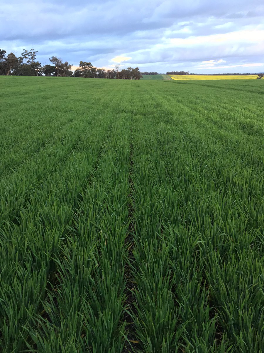 DuncanBurt5's tweet photo. This one particular barley paddock is doing pretty well. #flinders #offtype #cbhlovesit https://t.co/Paa9EJ5ULP