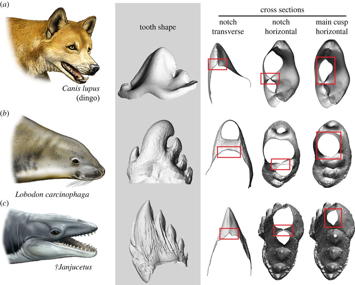 TomHoltzPaleo's tweet photo. Teeth in dingo, crab-eating seal, basal mysticete. Image by Carl Buell https://t.co/MSL2o6V4an