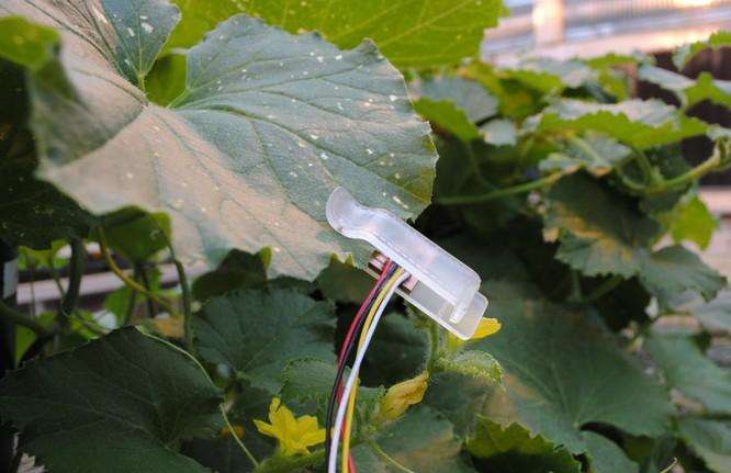 UNBiodiversity's tweet image. #Leaf sensors can tell farmers when #crops need to be watered ow.ly/Ymfd30eMV9Z @physorg_com