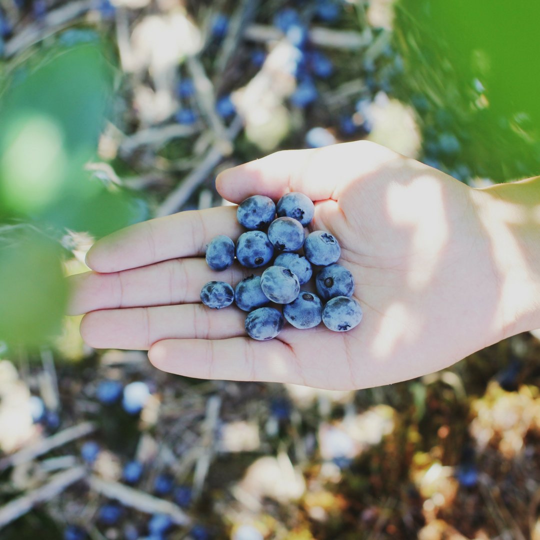 mrros_us's tweet photo. Our Açaí and Acerola powders are wildcrafted, but what does "wildcrafted" actually mean? Read it here: https://t.co/8roQYlNTG0 #acai #food https://t.co/GjKjAiM5r9
