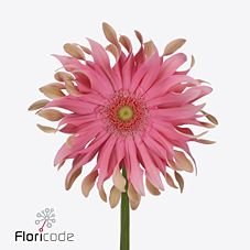 fleurametz_en's tweet photo. New in our range! Interested? feel free to inquire about availability and price with your salesperson. https://t.co/ZSlSlvdkxq #novelties https://t.co/LRHEVPOAx1