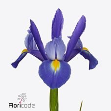 fleurametz_en's tweet photo. New in our range! Interested? feel free to inquire about availability and price with your salesperson. https://t.co/ZSlSlvdkxq #novelties https://t.co/LRHEVPOAx1