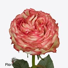 New in our range! Interested? feel free to inquire about availability and price with your salesperson. bit.ly/2wqiUpy #novelties