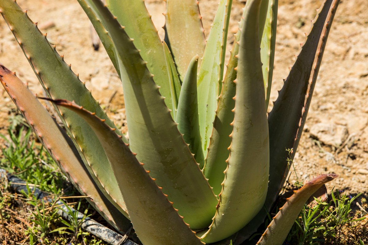 greenfrogaloe's tweet photo. ¡Un regalo de la naturaleza! #aloevera #GreenFrog #VeraGreen #naturaleza #salud https://t.co/FavGi9rwFt https://t.co/cFUmtst42v