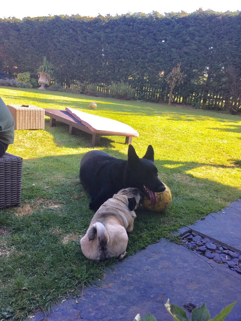 radarPDP's tweet photo. Radar is 3 years old today how time flys by he is happy enjoying his birthday with his best friends 🐾🐾 https://t.co/MHm0BjgIxc