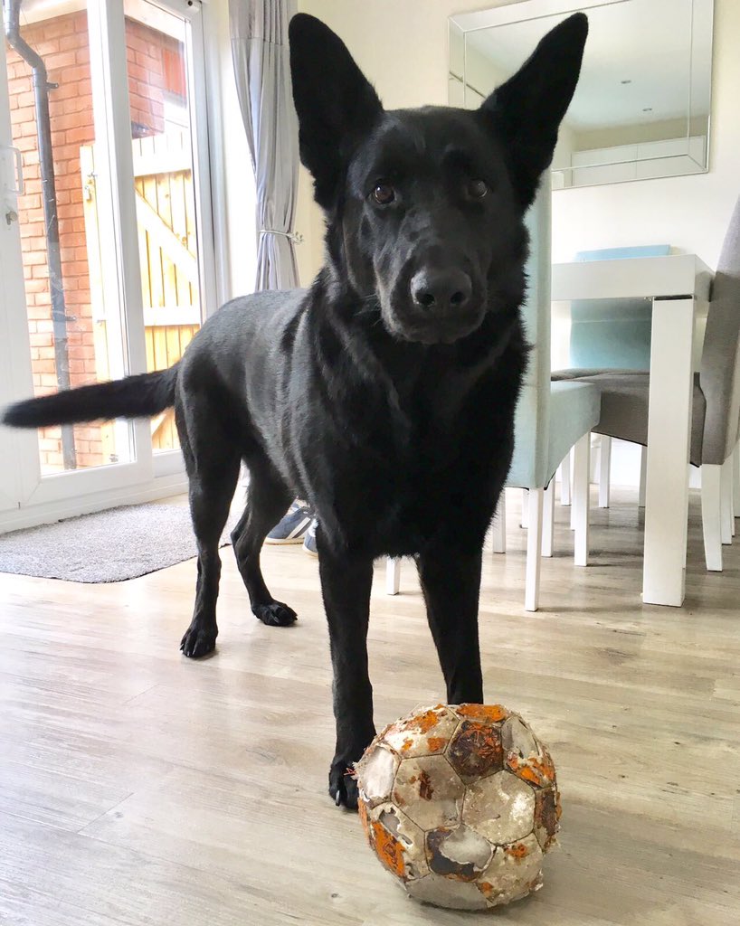 radarPDP's tweet photo. Radar is 3 years old today how time flys by he is happy enjoying his birthday with his best friends 🐾🐾 https://t.co/MHm0BjgIxc