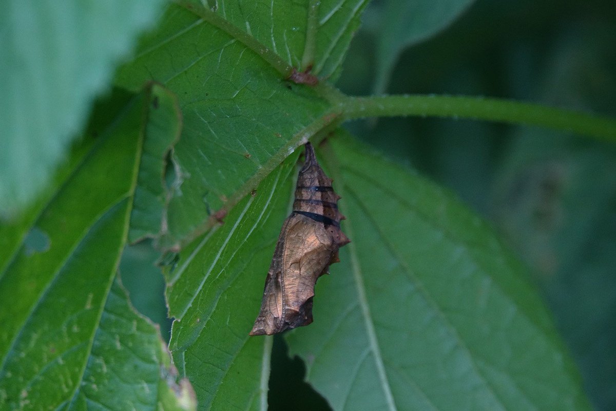 환삼덩굴 잎을 먹고 사는 네발나비 애벌레, 번데기, #네발나비, image size:1200x800