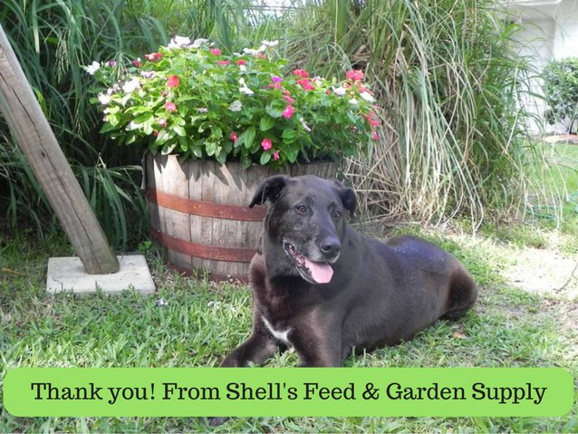 shellsfeed's tweet photo. We are so #grateful for our #Tampa #community, our #customers, &amp; our #employees; we are here for you! #ThankYou #ShellsFeed #Lucky https://t.co/48vozNfDwD