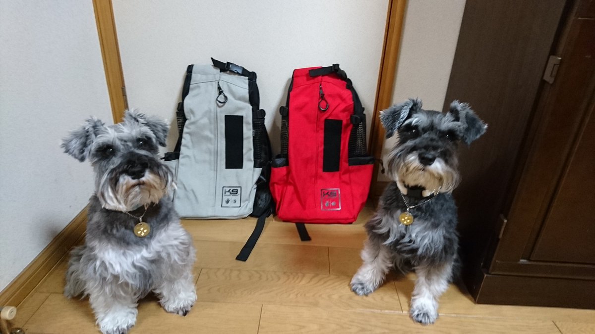 1993lunayan's tweet photo. K９スポーツサックGET🤣👍
芽唯&amp;NANA
今のところ、おとなしく入ってます❗(安心感❔🤔)

さぁ⤴️
🚴に乗って、お出掛けしよう😙 https://t.co/TqSDw8JWWV
