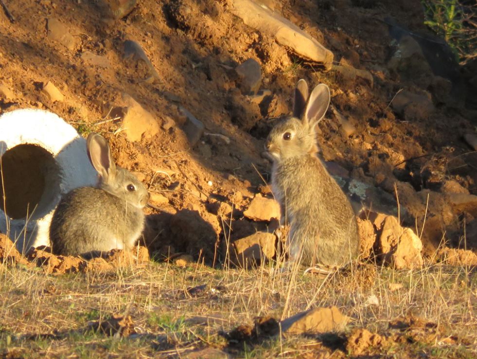 Los declives poblacionales del conejo han frenado la reproducción de especies como el águila imperial #SOSconejo goo.gl/WoIxSL