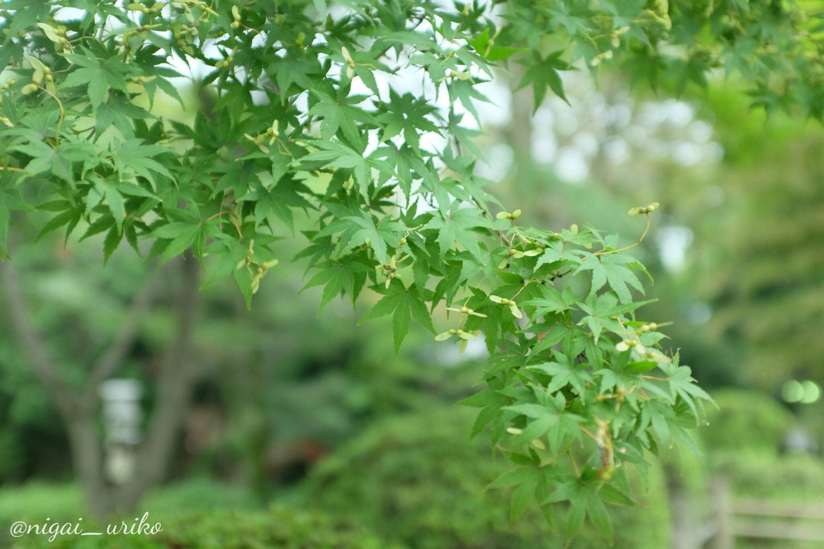 苦井瓜子 على تويتر 喜多院夏紅葉コレクション 撮って出し Nikond750 Nigai1day1photo 夏紅葉 紅葉 喜多院