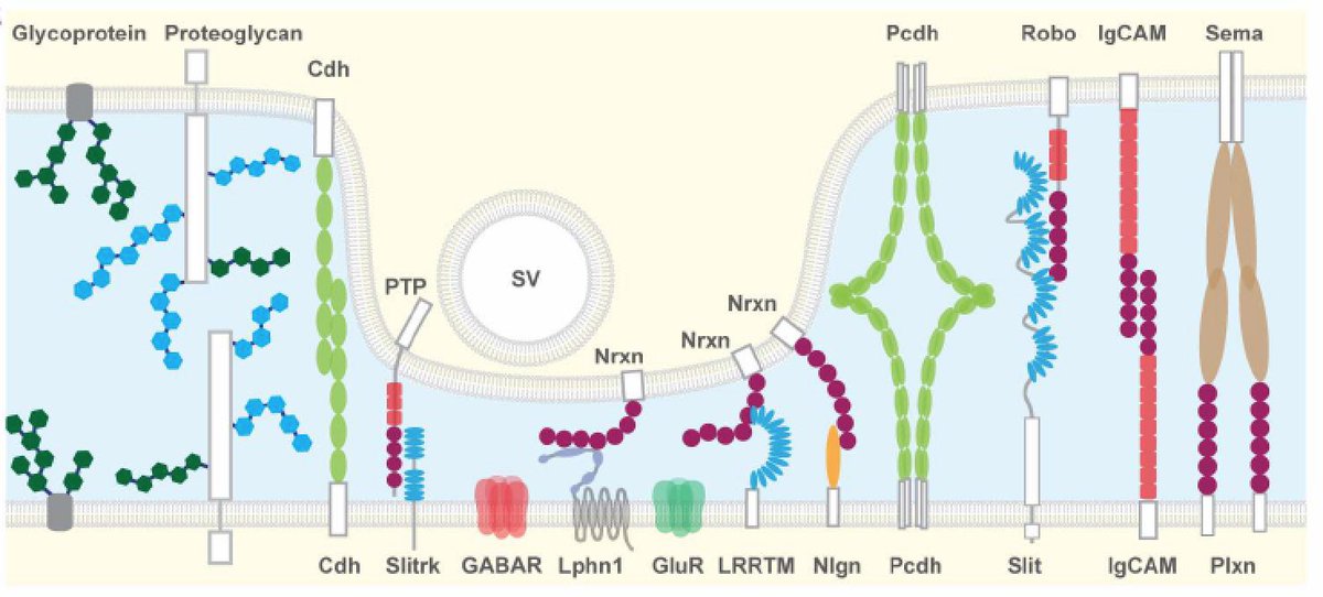 Kevin Mitchell (@wiringthebrain) on Twitter photo Tour de force from Josh Huang's lab <a href="/CSHL/">Cold Spring Harbor Laboratory</a> defining cellular parameters of inhibitory interneuron diversity - including connectivity labels Tour de force from Josh Huang's lab <a href="/CSHL/">Cold Spring Harbor Laboratory</a> defining cellular parameters of inhibitory interneuron diversity - including connectivity labels