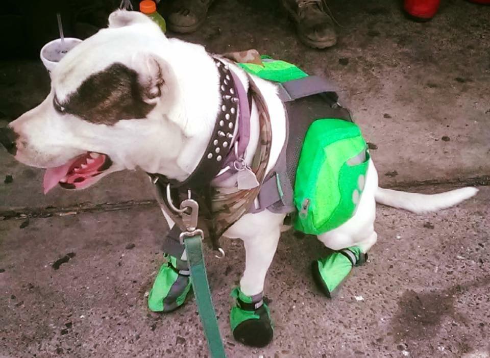 humaneworldorg's tweet photo. #HOUSTON: Freddy is a high need service dog who went missing during #HurricaneHarvey. Please call 713-314-6748 if you have information. https://t.co/jz350Ev64a