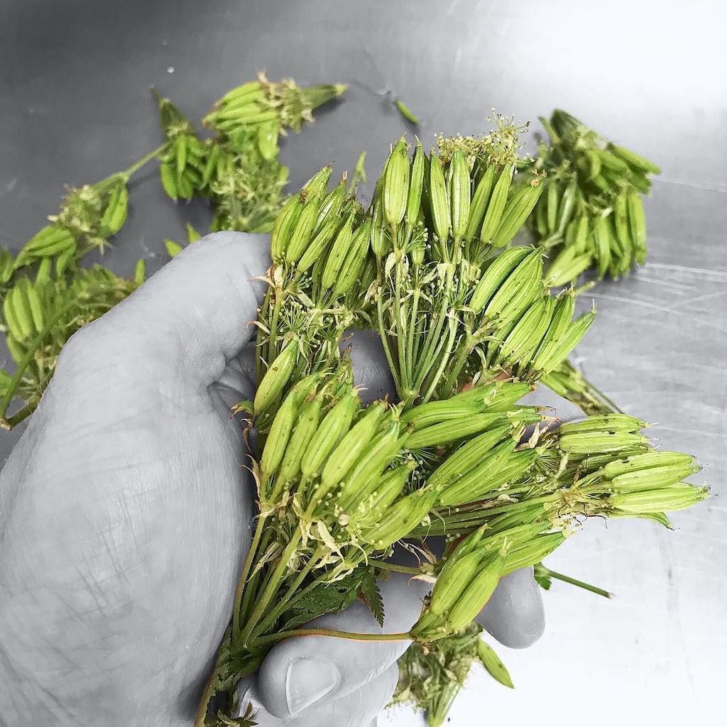 DANIEL (@danielny) on Twitter photo Exquisite Crunchy Fennel Flavor that The Sweet Cicely seeds can exalt. <a href="/meadowsandmore/">tama matsuoka wong</a> @lerouxeddy ift.tt/2wq4qpW Exquisite Crunchy Fennel Flavor that The Sweet Cicely seeds can exalt. <a href="/meadowsandmore/">tama matsuoka wong</a> @lerouxeddy ift.tt/2wq4qpW