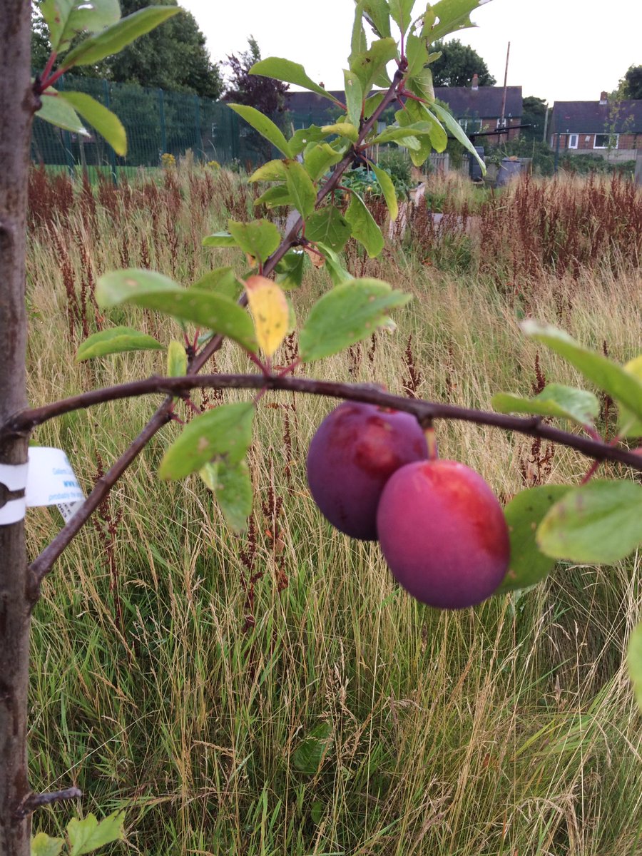 Hill Top Surgery tweet media