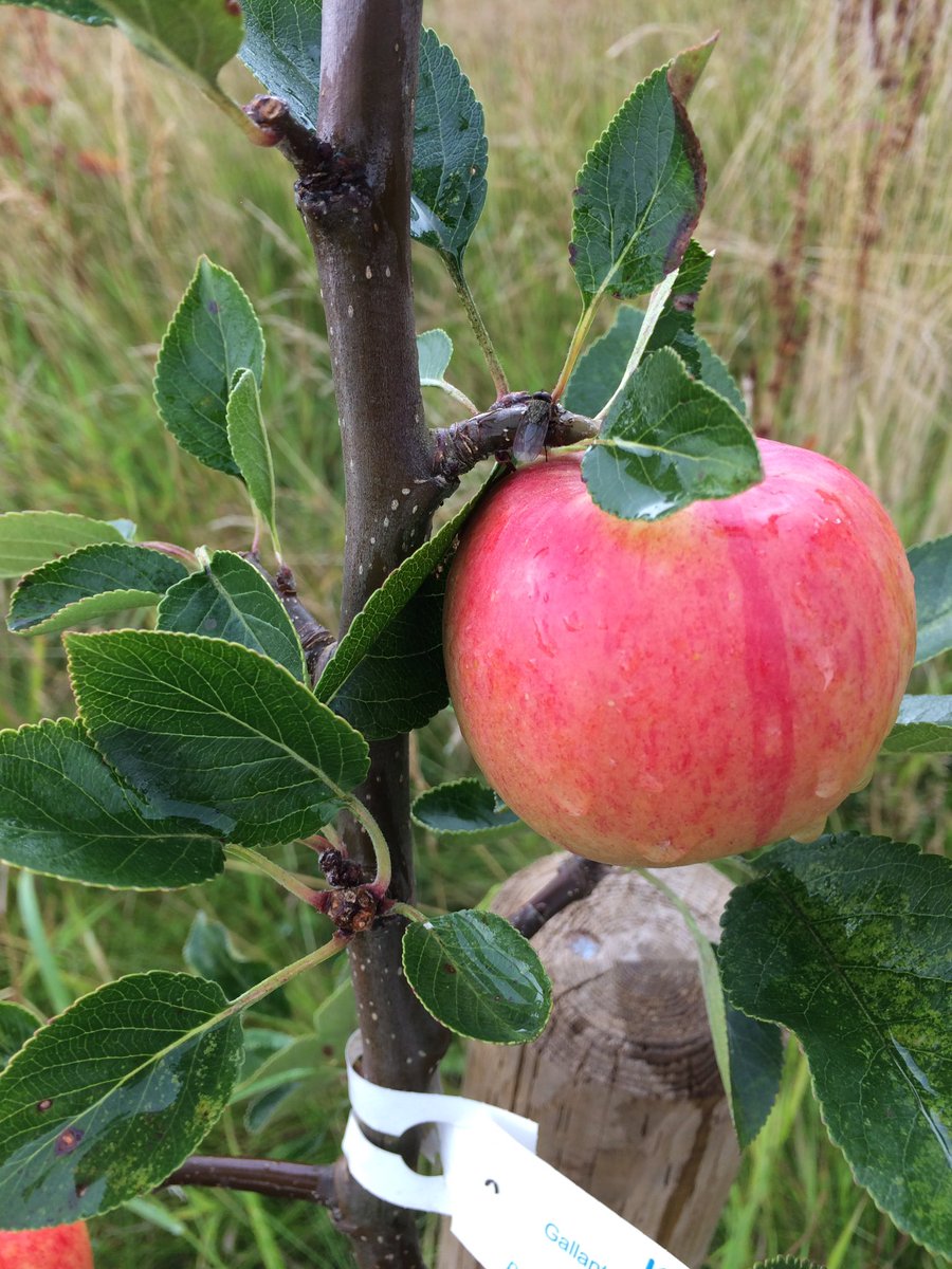 Hill Top Surgery tweet media