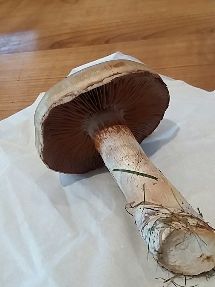 TheCakeStand's tweet photo. @Mushroomstuff any chance you could identify this bad boy for me Bill... can't find it in my mushroom book. It has a rust colour. Thank you! https://t.co/jcFO22m91K