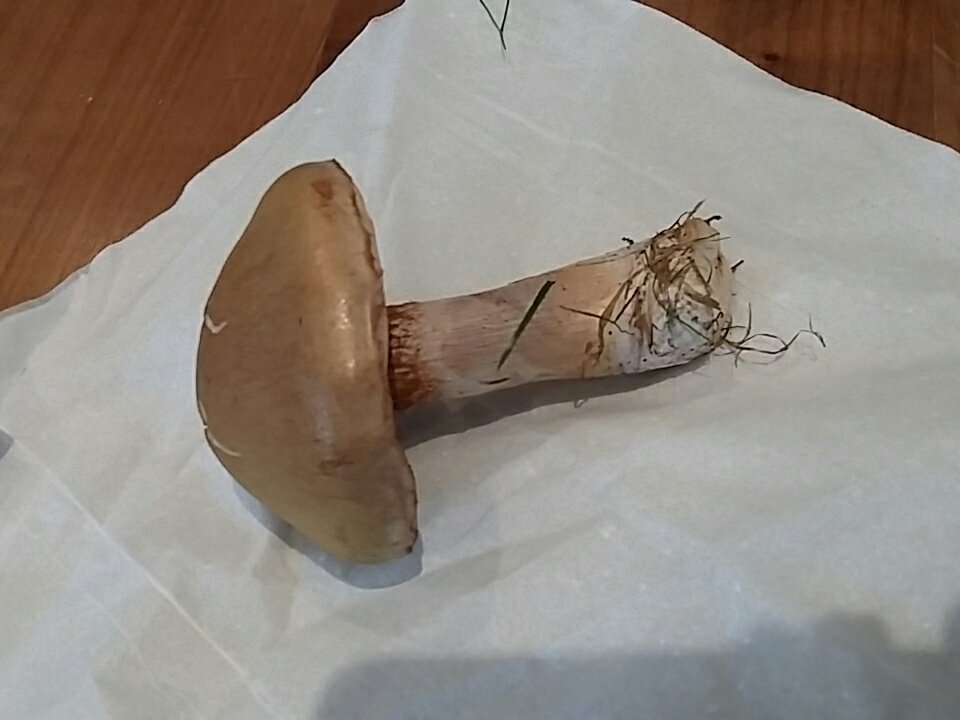 TheCakeStand's tweet photo. @Mushroomstuff any chance you could identify this bad boy for me Bill... can't find it in my mushroom book. It has a rust colour. Thank you! https://t.co/jcFO22m91K