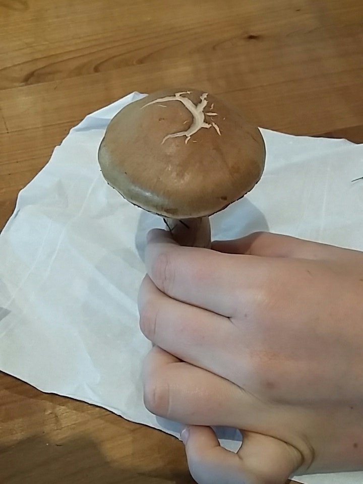 TheCakeStand's tweet photo. @Mushroomstuff any chance you could identify this bad boy for me Bill... can't find it in my mushroom book. It has a rust colour. Thank you! https://t.co/jcFO22m91K