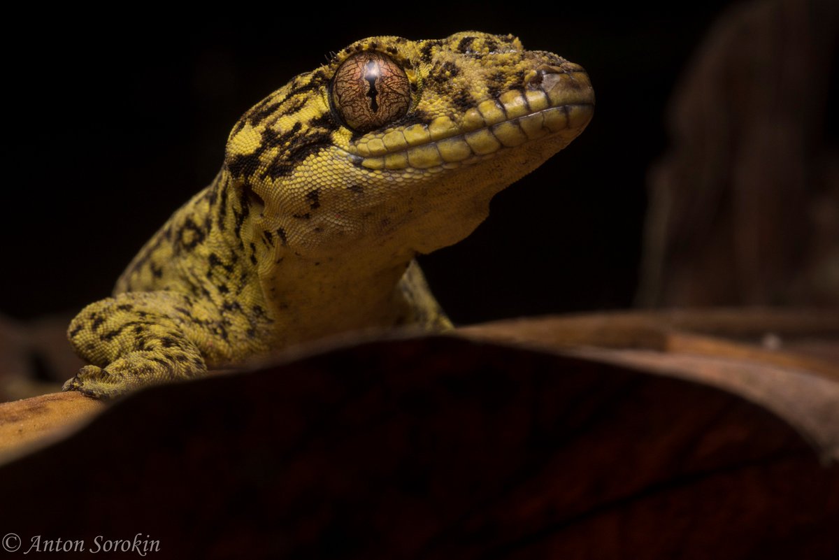 Anuranton's tweet photo. #ThecadactylusThursday for Thecadactylus solimoensis or #TurnipThursday for turnip-tailed gecko? Neither are a thing, but here's a photo. https://t.co/8pHuh5IGWW