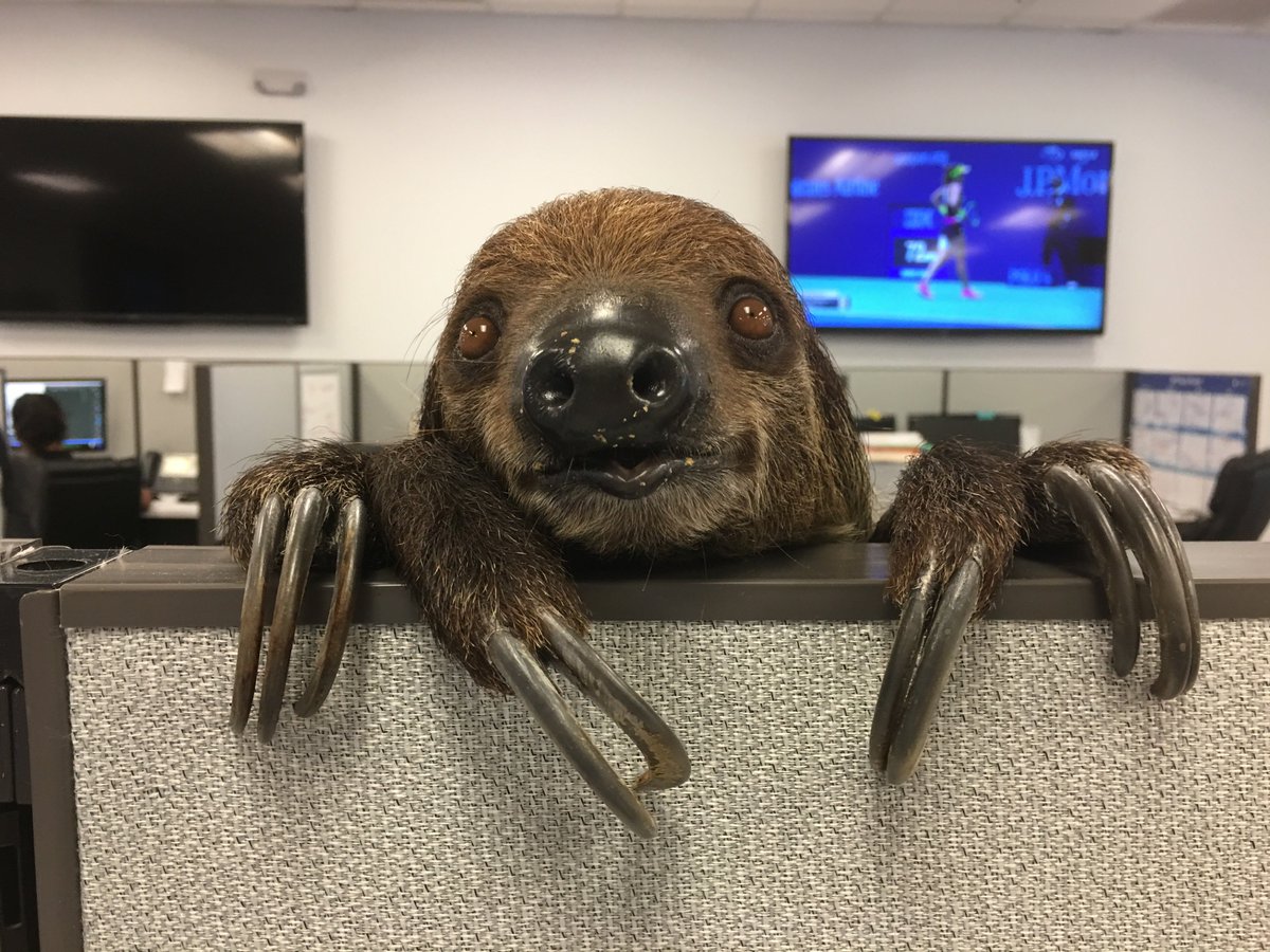 CrunchyTek's tweet image. What did you have for lunch?  Khaleesi had a salad and other munchies of the plant-based variety. 

#Khaleesi #CrunchyTech #OfficeSloth