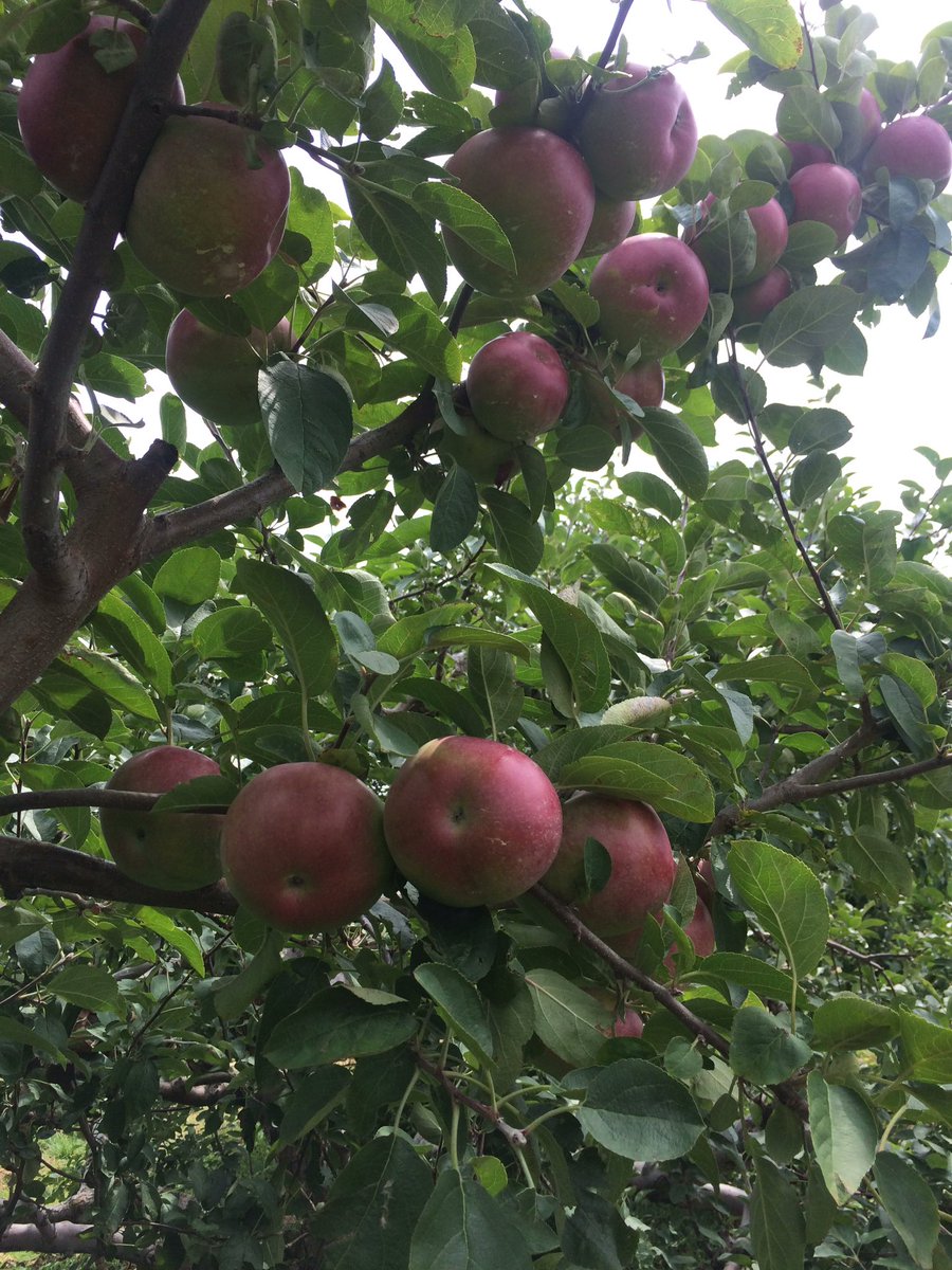 Picking off these Macintosh today!  #PAapples