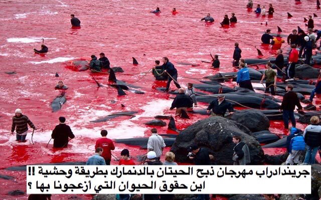 mnaw7's tweet photo. غداً سيعلن الغرب علينا حربا عند ذبح  الأضاحي تعبداً لله وإطعام الفقراء ! 😳
.
.
نسوا أنهم يقتلون الحيوانات الأجل المتعة والإحتفالات  !؟ https://t.co/SkRuZN3RpD