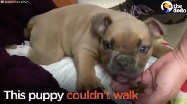 JuicyAlert's tweet photo. So damn cute #puppy #puppiesofig 🙏🏽❤️ https://t.co/MwDdnt9SZN https://t.co/dtbTD2SXgH