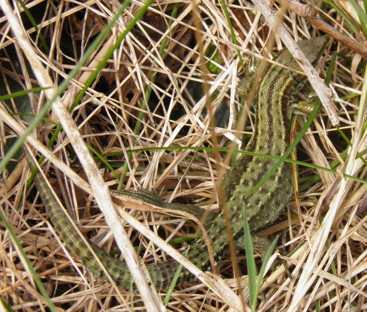 KillanneWexford's tweet photo. Loads of Lizards out today, gorgeous coloured adults & a good number of babies too @Irishwildlife #Biodiversity #ILoveLizards https://t.co/li0DEWE3EQ
