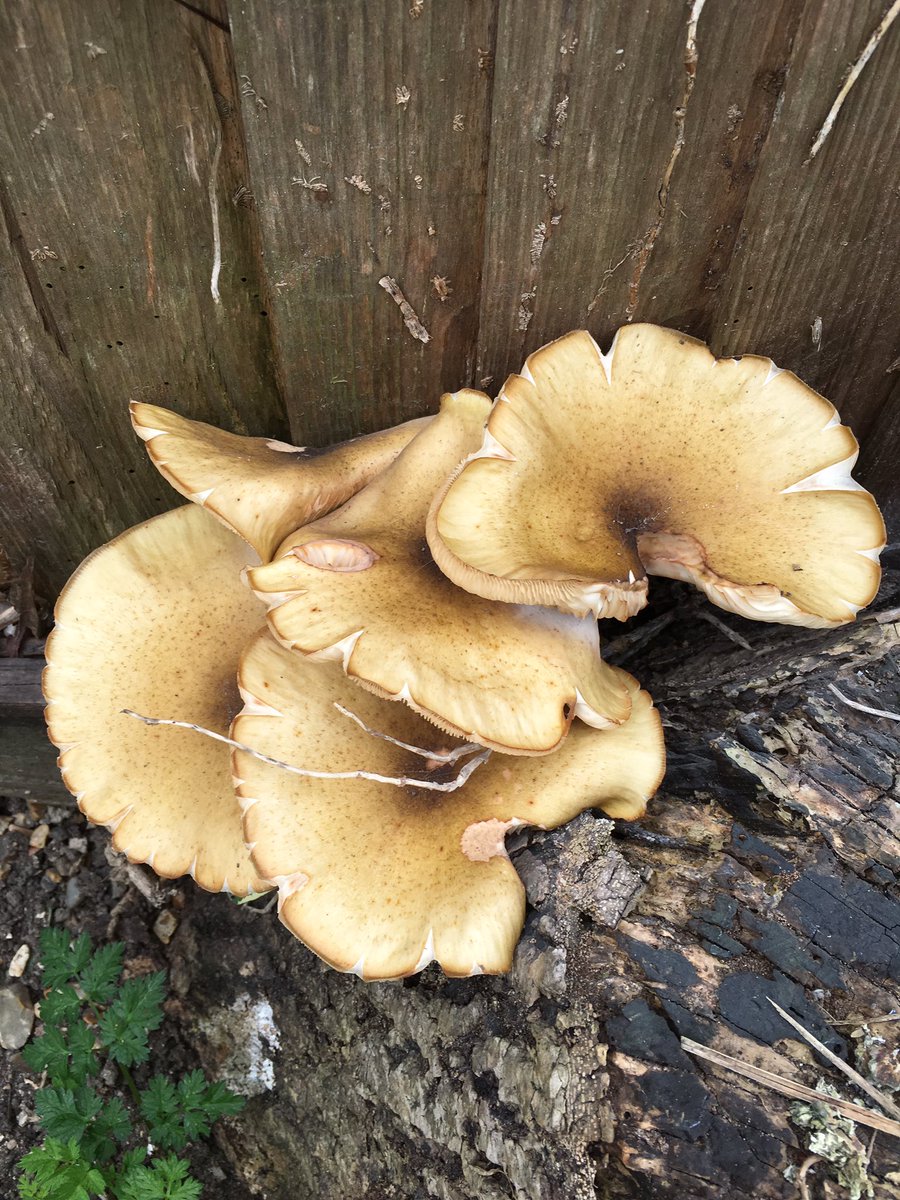 bigbugtel's tweet photo. Need a ID #mushroom #malacology #fungi #decurrent https://t.co/ttOGeJ4eIZ