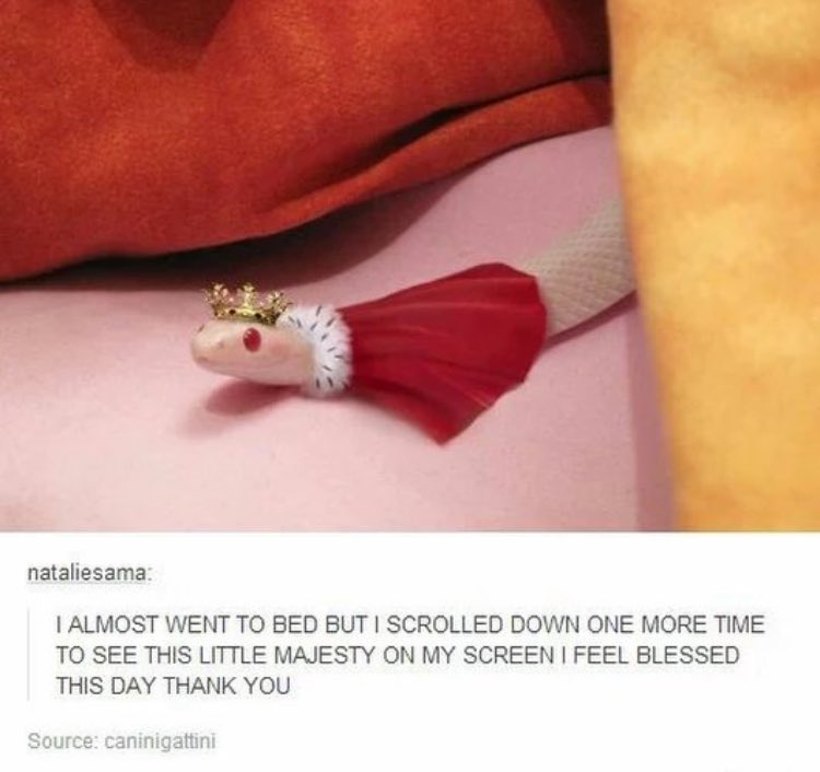 RespectfulMemes's tweet image. 