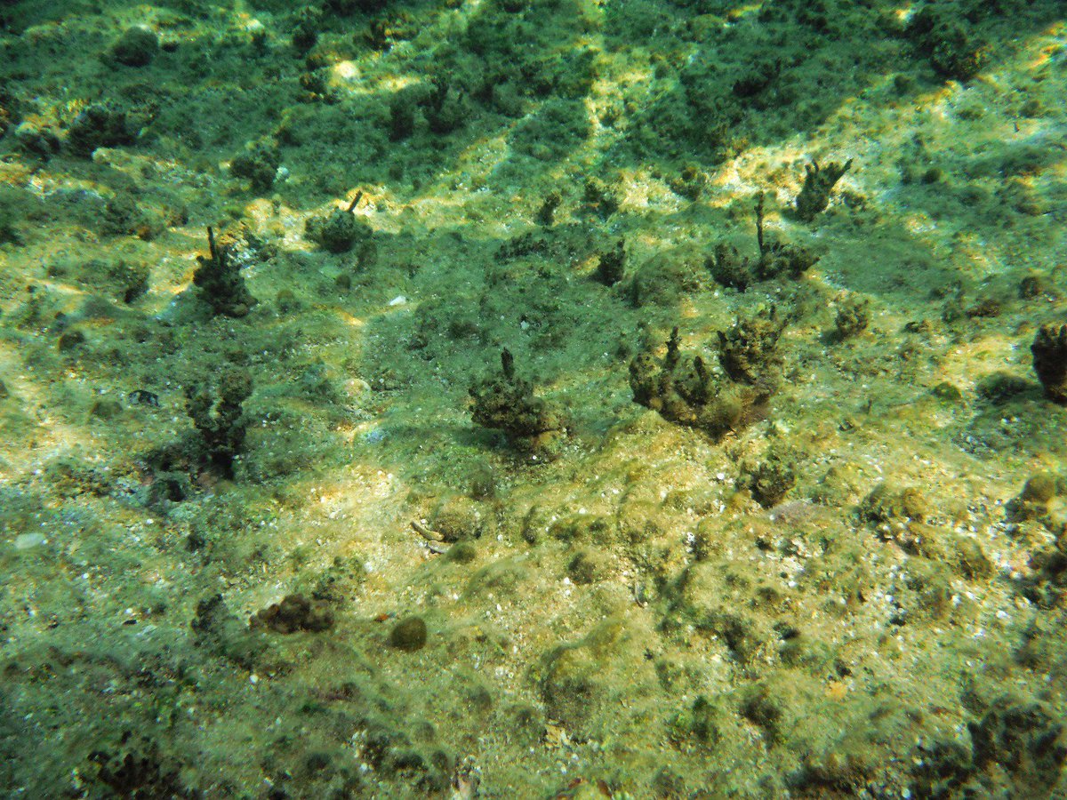 S88Marty's tweet photo. Be ready, #Autumniscoming and #Cystoseirarayssiae will grow again..Stay ππ΅! #Fieldwork #brownalgae #LevantineBasin #MedSea #IOLR #Israel https://t.co/Tgv4VgvIlE