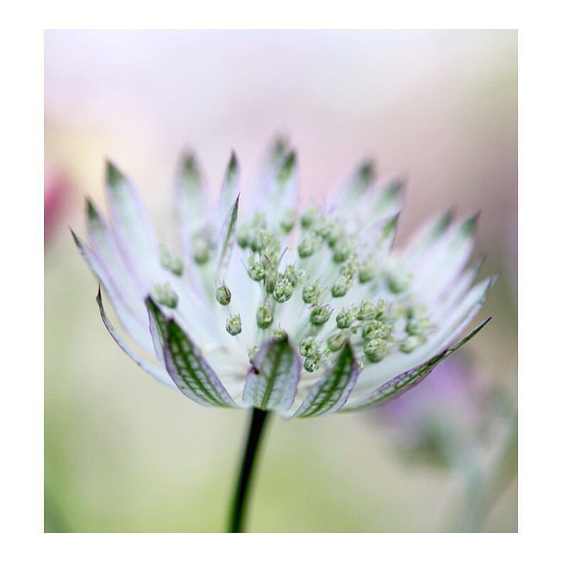 B_wildacre's tweet photo. Tiny worlds within worlds. 
#naturenotes_august #naturephotography #natureinspired #wildacredesigns https://t.co/DRolk9ZYUb https://t.co/JjkAIcrn4W
