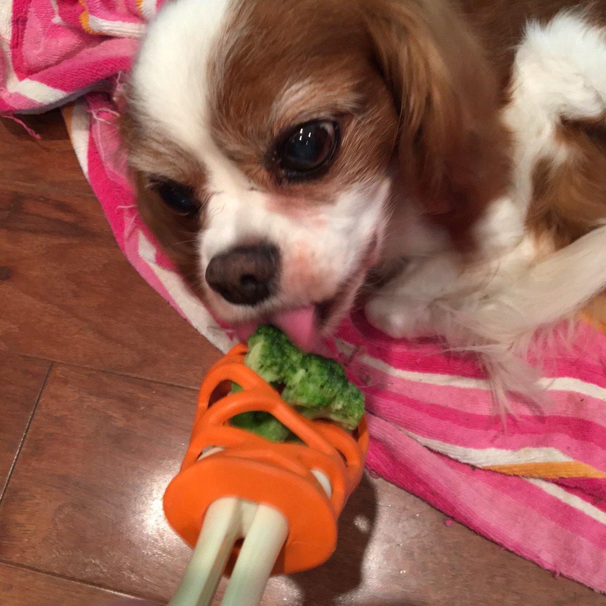 Check out the new @jwPetCo <a href="/PetmateProducts/">Petmate</a> Enrichment Toy and SAVE 15% with code BLOGPAWS --> goo.gl/eJPme3 #jwpet #Sponsored