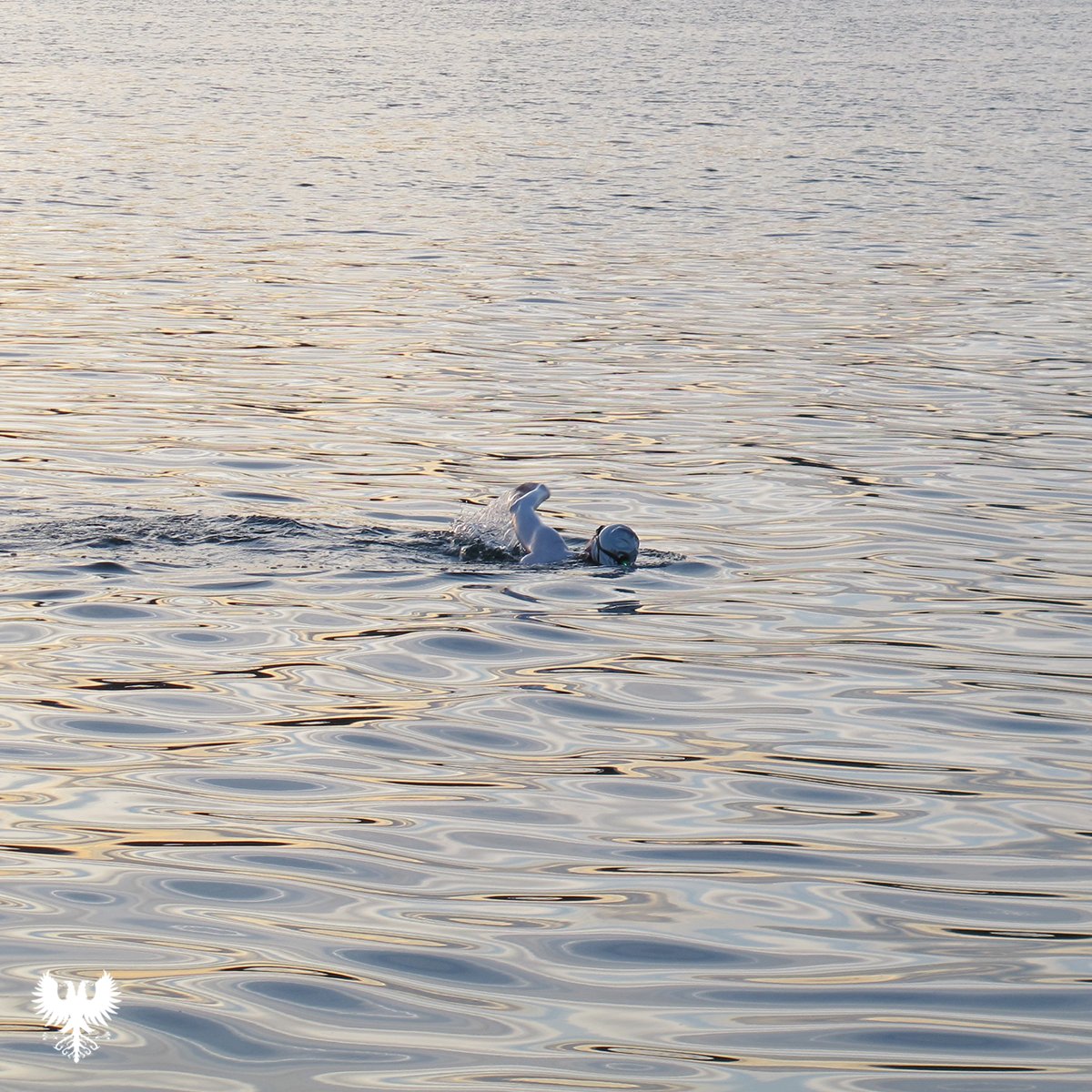 Lake Geneva Swimming Association tweet media