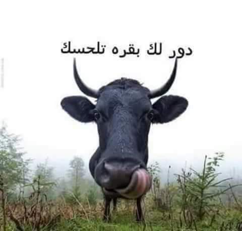 Alisale9999's tweet photo. @abudhabitv @waseem_yousef  https://t.co/RUA1D4rGcJ