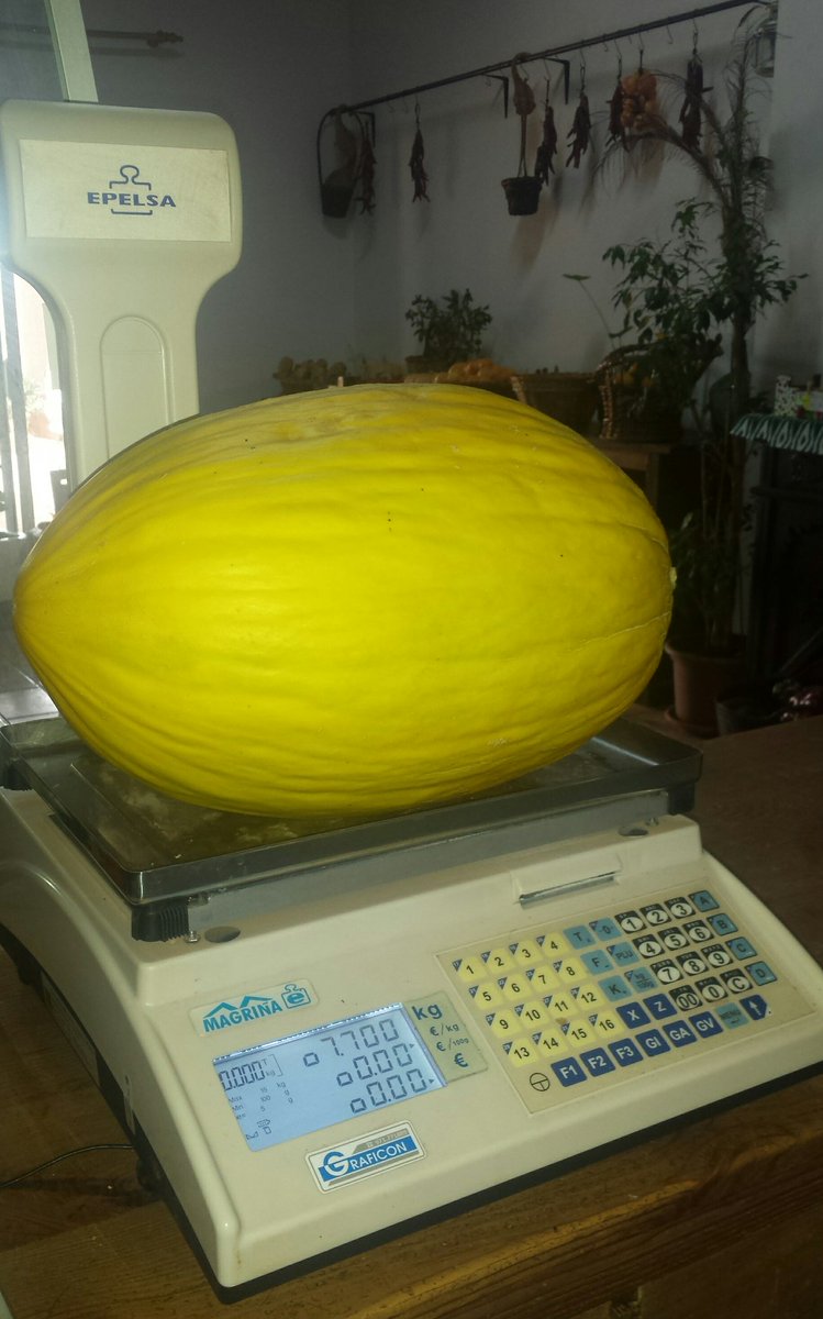 HortDePina's tweet photo. "Melonet" de 7,700kg. Si som 15 a sopar, toca a més de mig quilo per hom! 😅💪
#sompagesos 🌱🍆🍉🌿🌾🍒🍑
#vendadirecta #hortdepina https://t.co/okVZQtE21F