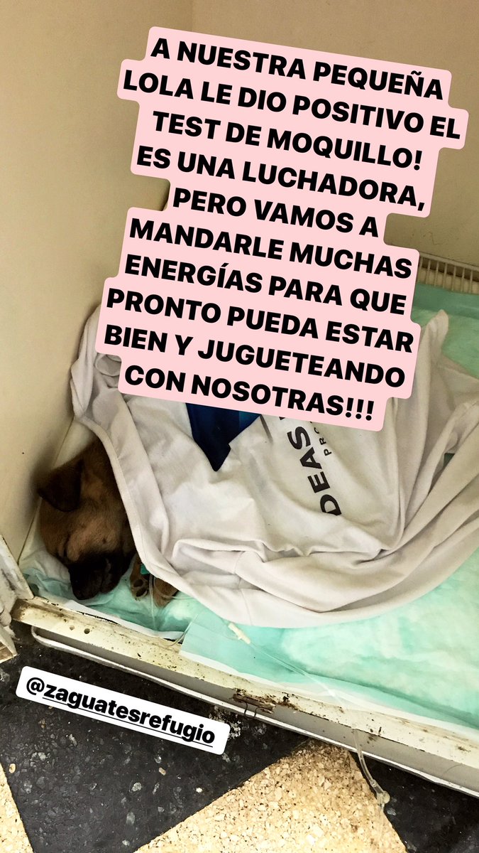 Mel_Lezcano's tweet photo. Ayudenme a mandarle muchas energías lindas a Lola para que se pueda recuperar prontito!! ❤️ https://t.co/gyrCGI8TAS