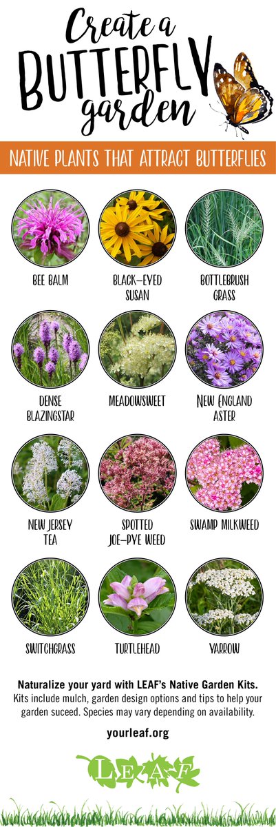 Wild Bee Tweets Wildbeetweets Twitter