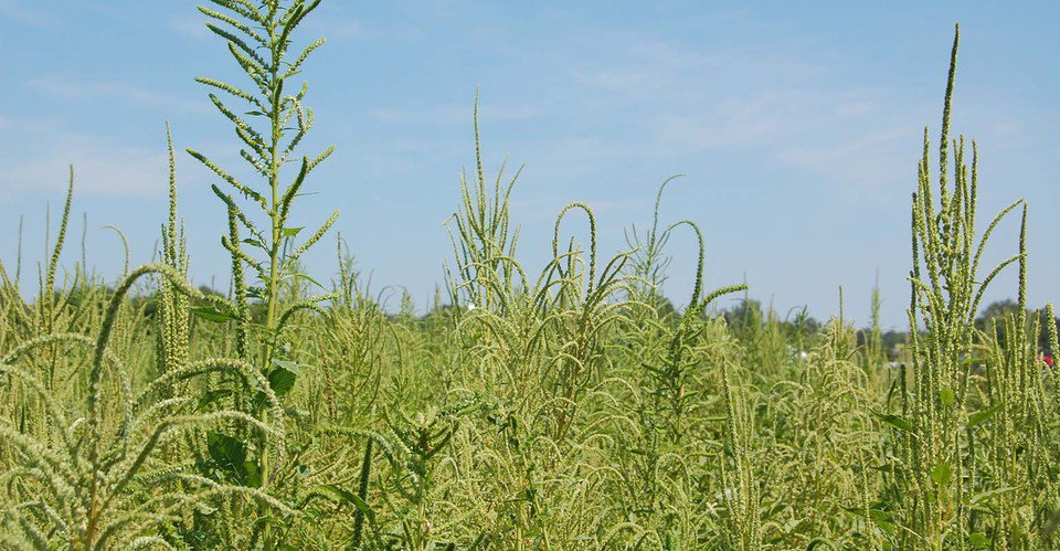 FarmFutures's tweet photo. #MillennialManager: Weedy fields are easier to fix than internal #management problems. #weeds https://t.co/UcxdC4uzkk https://t.co/CkcA0ComYD