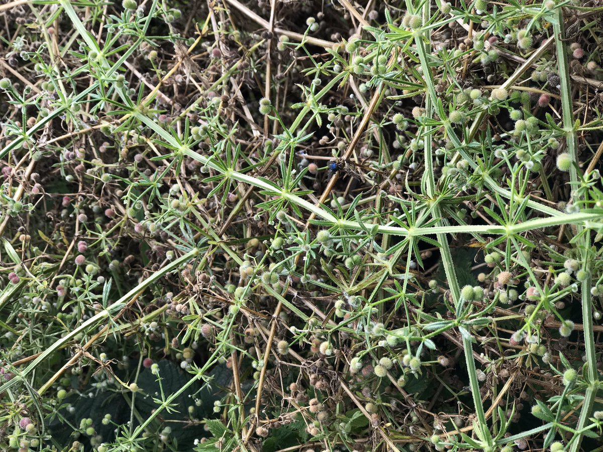thebotanistgin's tweet photo. Is it worth experimenting with these seeds? Don't get much out of them raw but maybe roasted and ground... #stickywilly #curlydock #wildfood https://t.co/39lx8Oa0gT