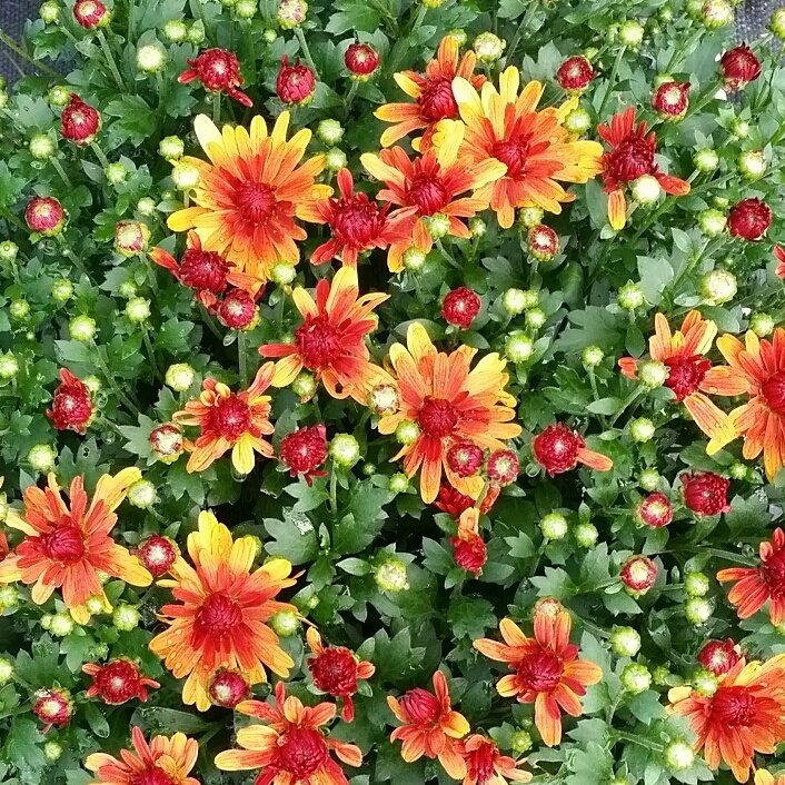 Do you see what I see? #comingsoon #gardenmums #flowers #fallflowers #fall <a href="/TremFarmMarket/">TremontFarmersMarket</a> <a href="/bayarts_ohio/">Bay Arts</a> <a href="/FrostvilleMkt/">Frostville Market</a> <a href="/clevelanddotcom/">clevelanddotcom</a>