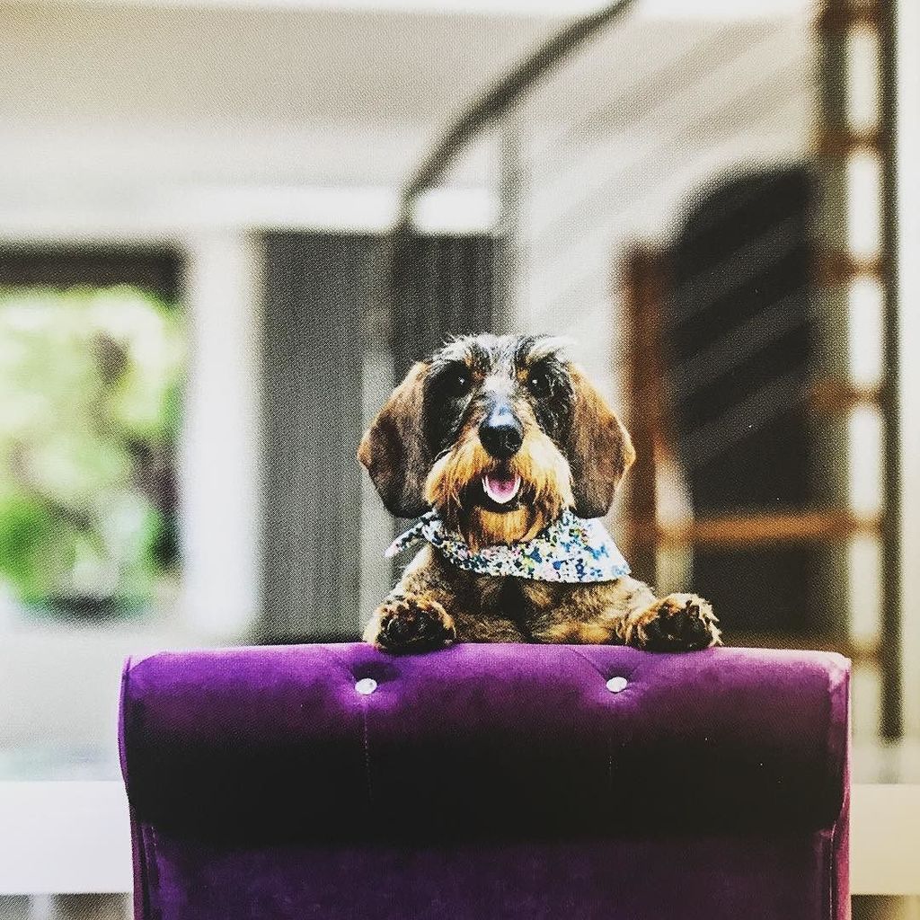 CrumbBowley's tweet photo. Peekaboo! 🐶👀
•
•
•
#dachshundoftheday #dachshundsdaily #dachshunds #dog #wienerdog #wirehaireddachshund #weratedog… https://t.co/yWuajFu9u4 https://t.co/Mo84M9Hb9i