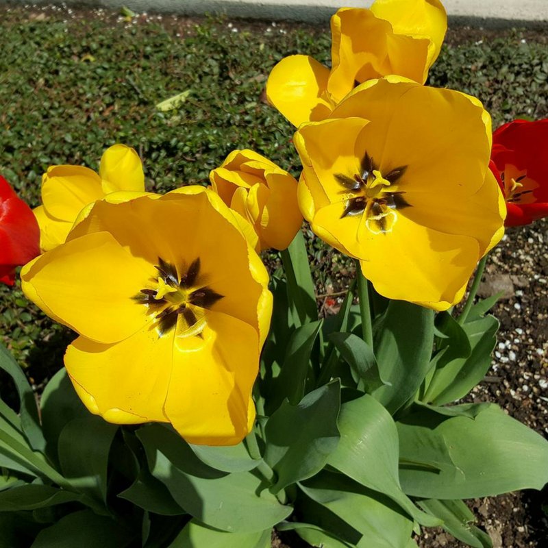 We're enjoying #summer days and these beautiful blooms outside our hotel today! #flowerstagram