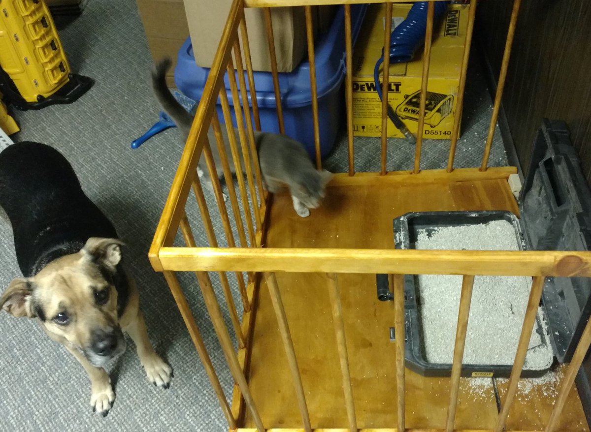 HarfordHacker's tweet photo. Member Project: Secure perimeter for protecting feline deposits from canine interest. #BuildThatWall #MakeTheDogsPayForIt #HijackingHashtags https://t.co/Ip92hNTF09