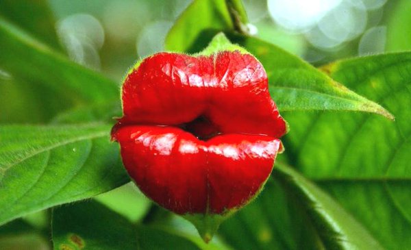InfoMyT's tweet photo. Psychotria elata: Una singular flor con forma de labios de mujer. https://t.co/voJSazV5pO