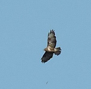 davedowell2's tweet photo. Wingham record shot one of 2 buzzards over the old fairground this morning https://t.co/yPB4B0J1bS